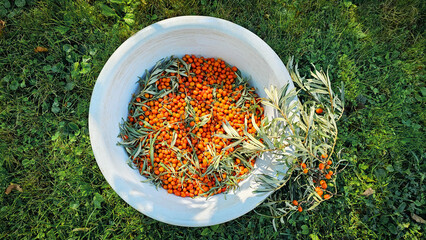 Orange sea buckthorn berries and leaves. Basket, basin with sea buckthorn