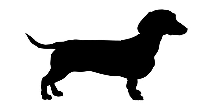 dachshund silhouette vector illustration