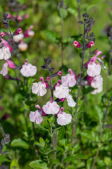 Pink salvia flowers in bloom