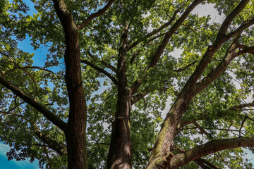 A beautiful spreading crown of an oak tree
