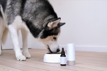 Husky dog is eating health food with suppliments from the bow, mock up bottle