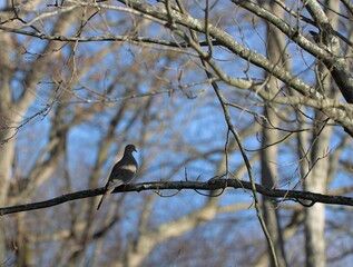 Dove sitting on branch in woods