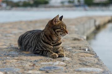 The cat sleeps on the sea embankment.