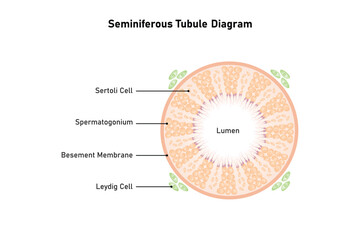 Seminiferous Tubule Scientific Design. Vector Illustration. - obrazy, fototapety, plakaty