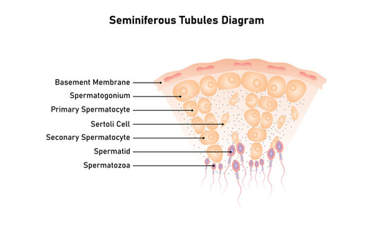 Seminiferous Tubule Scientific Design. Vector Illustration.