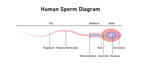 Human Sperm Diagram Scientific Design. Vector Illustration.