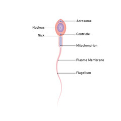 Human Sperm Diagram Scientific Design. Vector Illustration.