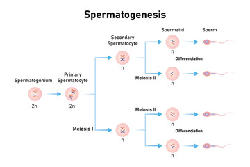 Spermatogenesis Process Scientific Design. Vector Illustration.