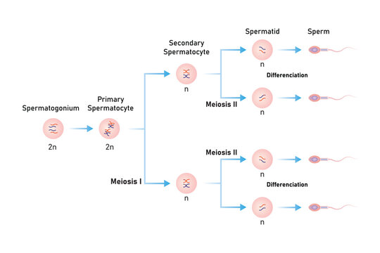 Spermatogenesis Process Scientific Design. Vector Illustration.