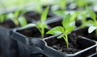 Chili pepper seedlings grown indoors for vegetable garden. - 684358922