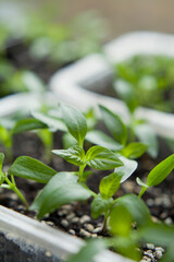 Chili pepper seedlings grown indoors for vegetable garden.