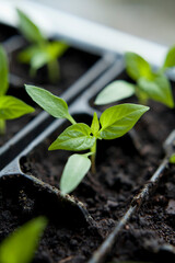 Chili pepper seedlings grown indoors for vegetable garden. - 684358945