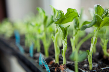 Broad Bean seedlings grown indoors, the best results in cultivations of your own beans.