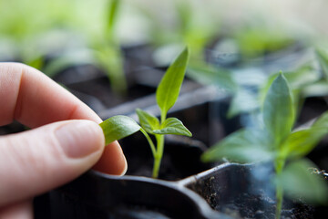 Chili pepper seedlings grow indoors for vegetable garden.