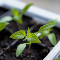 Chili pepper seedlings grew indoors for vegetable garden.
