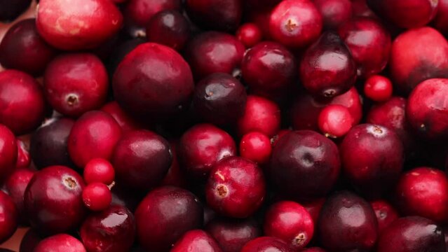 fresh red cranberries, rotation in circle. lingonberry red berries, Turning. selective focus. Vertical video