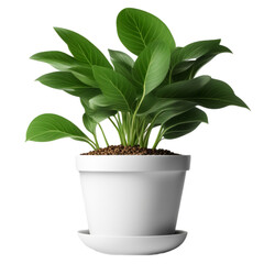 Green Potted Plant Isolated on Transparent Background