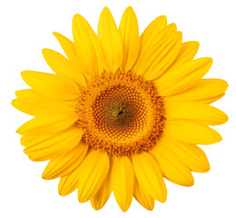 Yellow sunflower isolated transparent png
