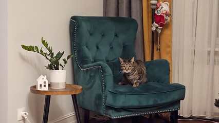 cat on a chair