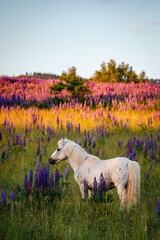 White horse in the field, sunset, mountains, pony, calendar.