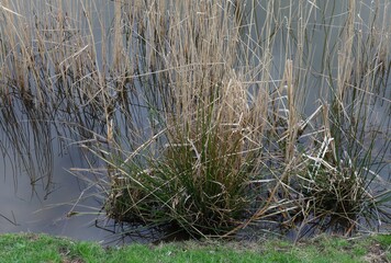reeds in the water