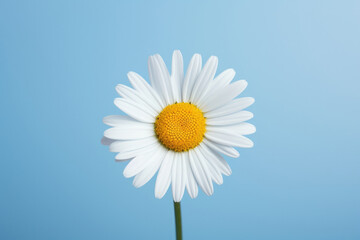 Yellow summer background plant flower white blue spring nature daisy petal chamomile