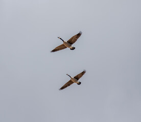 Pair of Canadian Geese flying 