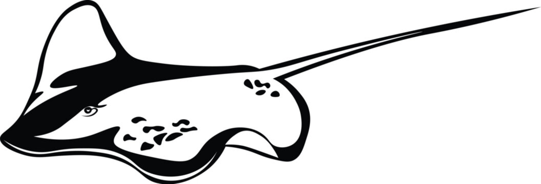 Cartoon Black and White Isolated Illustration Vector Of A Swimming Stingray