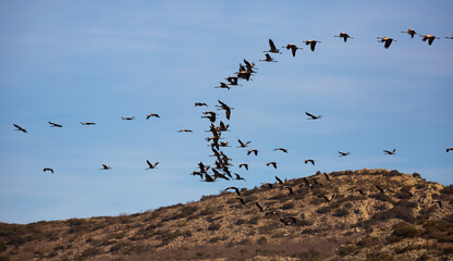 Fototapeta premium Flight of migrating cranes in cloud sky. Gallocanta area. Spain