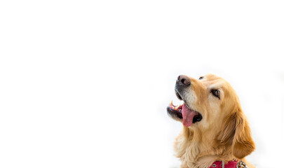 Pet animal; cute Golden Retriever dog