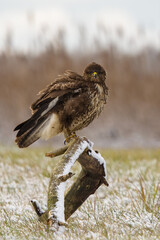 red tailed hawk