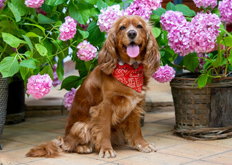 Pet animal; spaniel cocker in the garden
