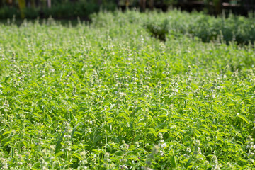 Lemon basil, Hoary basil, Hairy basil