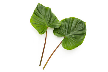Homalomena rubescens (Roxb.) Kunth plant. Green leaves
