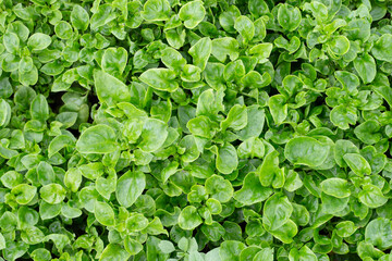 Brazilian Spinach plant in vegetable patch