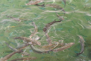 Sea fish feeding in the green water.