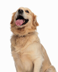 cute golden retriever puppy panting with tongue out and looking up