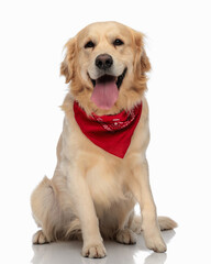 beautiful golden retriever puppy with red bandana sticking out tongue