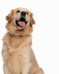 happy labrador retriever dog sticking out tongue and panting