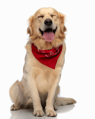 beautiful golden retriever dog with red bandana sticking out tongue