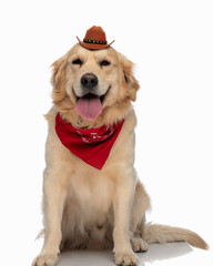 cute labrator retriever puppy wearing cowboy hat and panting