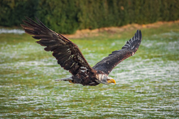 eagle in flight