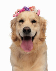 sweet little labrador retriever dog with flowers headband panting