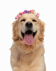 happy golden retriever dog with flowers headband sticking out tongue