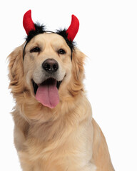 precious little golden retriever dog with devil horns sticking out tongue