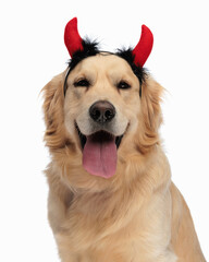 happy labrador retriever dog with devil horns headband sticking out tongue
