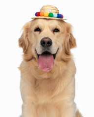 cute labrador retriever dog with tassels hat sticking out tongue