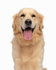 portrait of adorable golden retriever dog sticking out tongue and panting