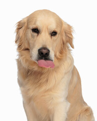 cute labrador retriever dog sticking out tongue and panting