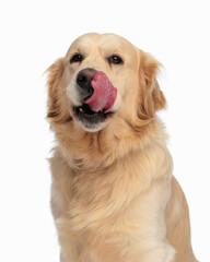 adorable labrador retriever dog looking forward and licking nose